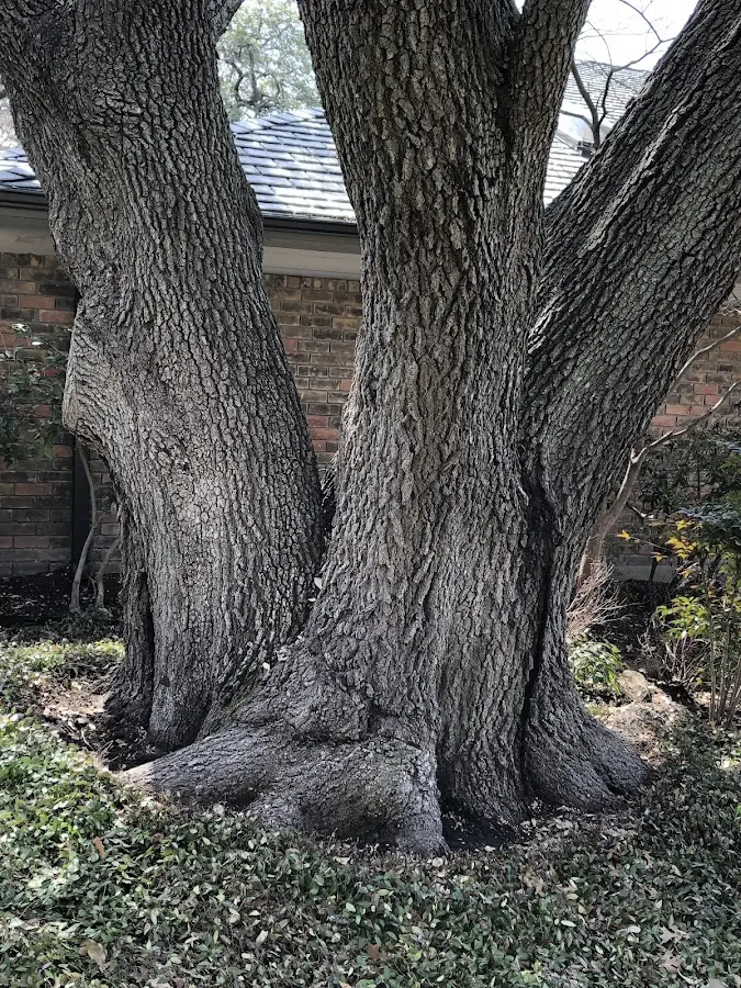 Mature heritage tree close to a Curtis property cared for by certified arborists